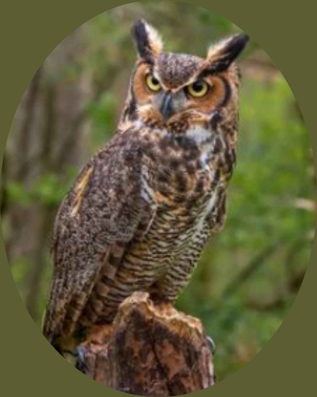 great-horned owl on a tree stump